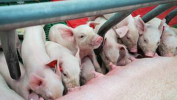 Suchergebnis Vorschaubild