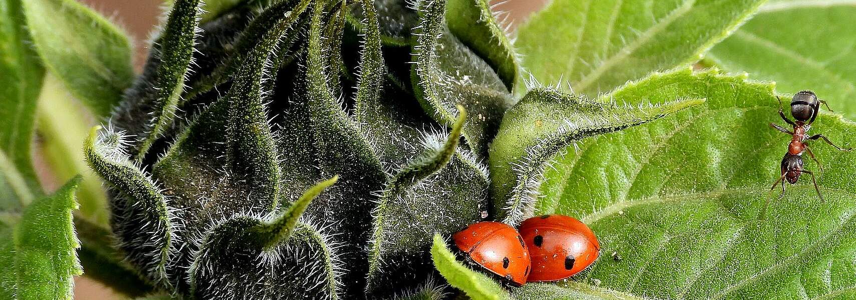 Artenvielfalt in der Landwirtschaft