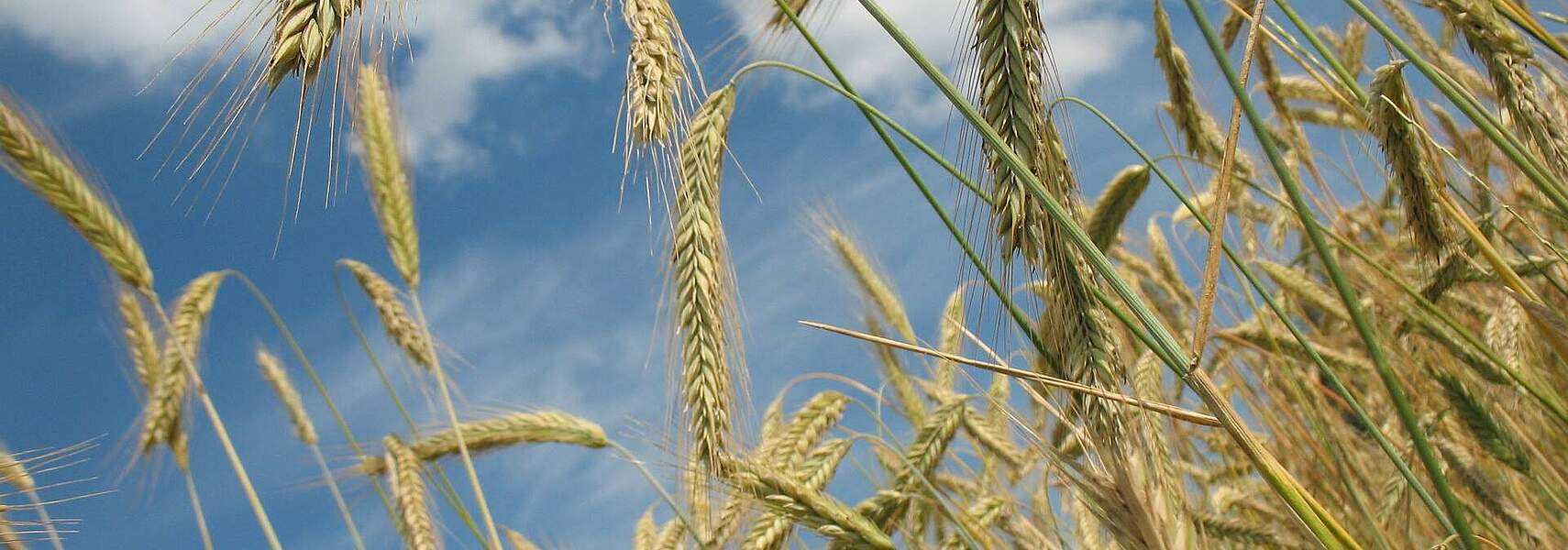 Deutscher Bauernverband mahnt rasche Reformen für die Wirtschaft an Deutscher Bauernverband mahnt rasche Reformen für die Wirtschaft an