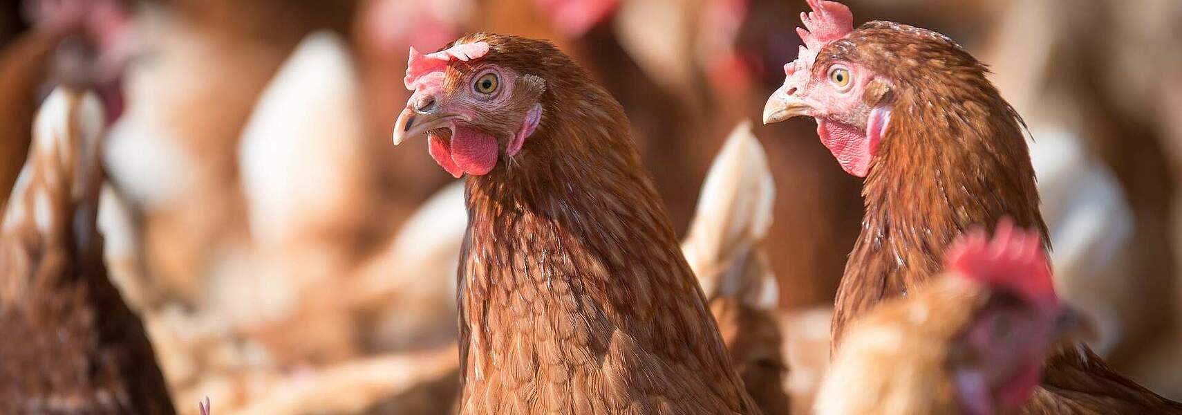 Newcastle-Krankheit (ND)