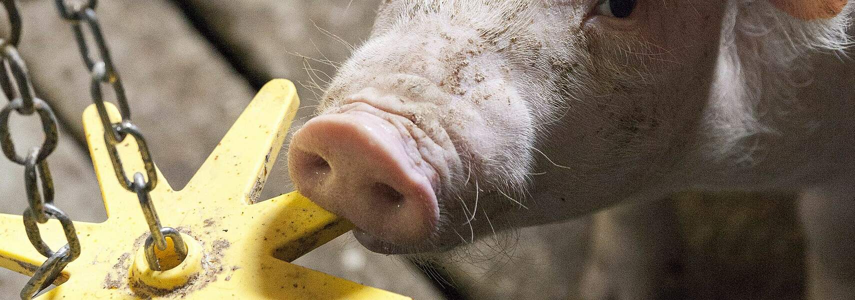 Fachforum "Tierwohl in der Theke"