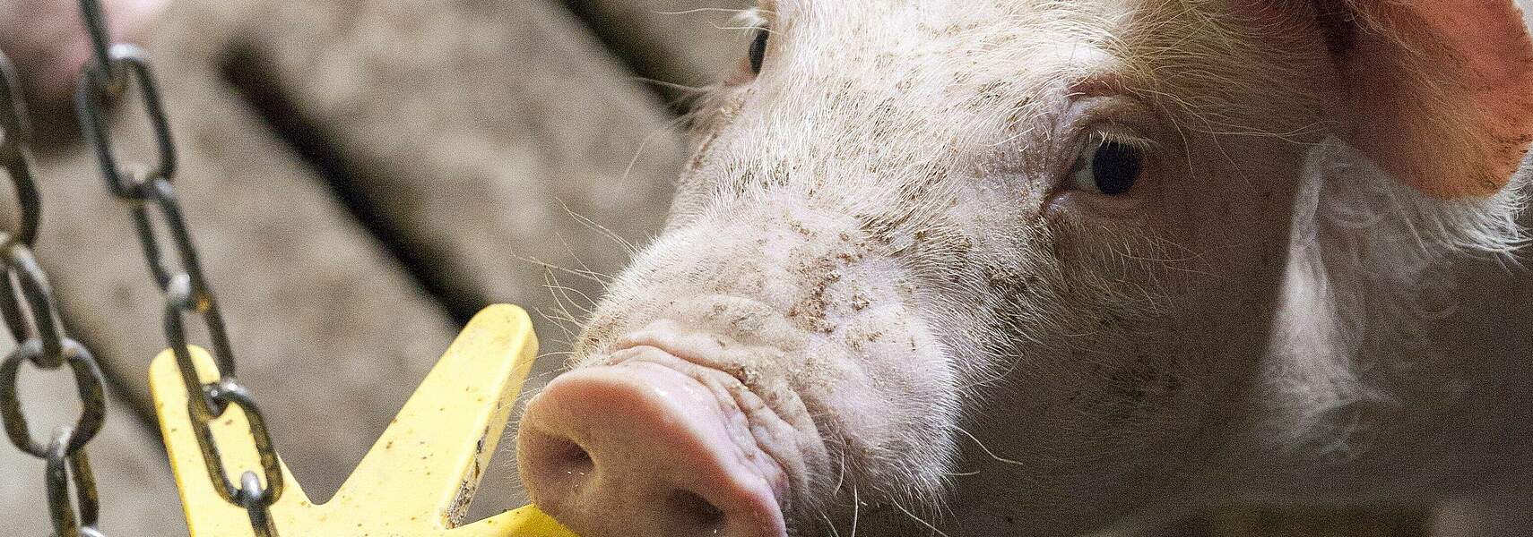 Tierhalter brauchen Unterstützung in der Krise