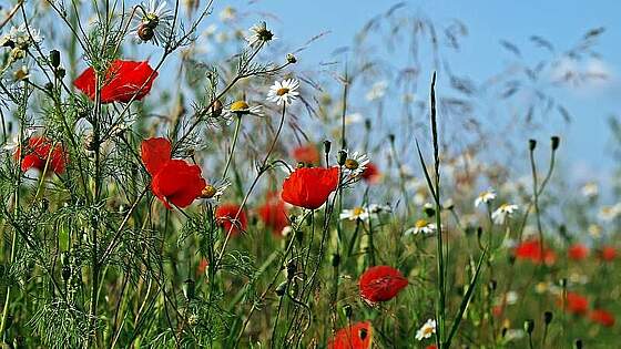 Suchergebnis Vorschaubild