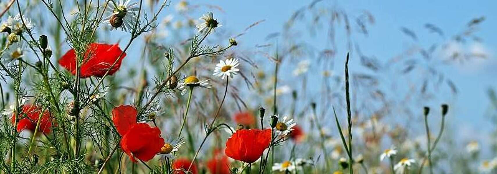 10 Jahre F.R.A.N.Z.-Projekt