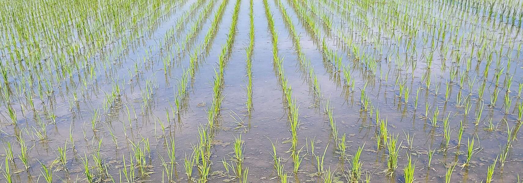 Von Reisfeldern bis zur Landschaftspflege