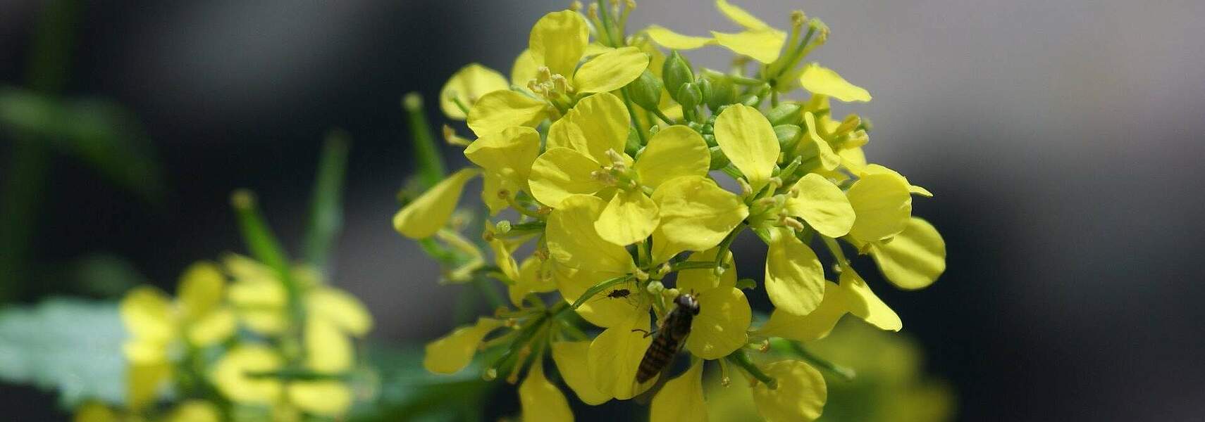 Umweltleistungen der Landwirte attraktiver gestalten