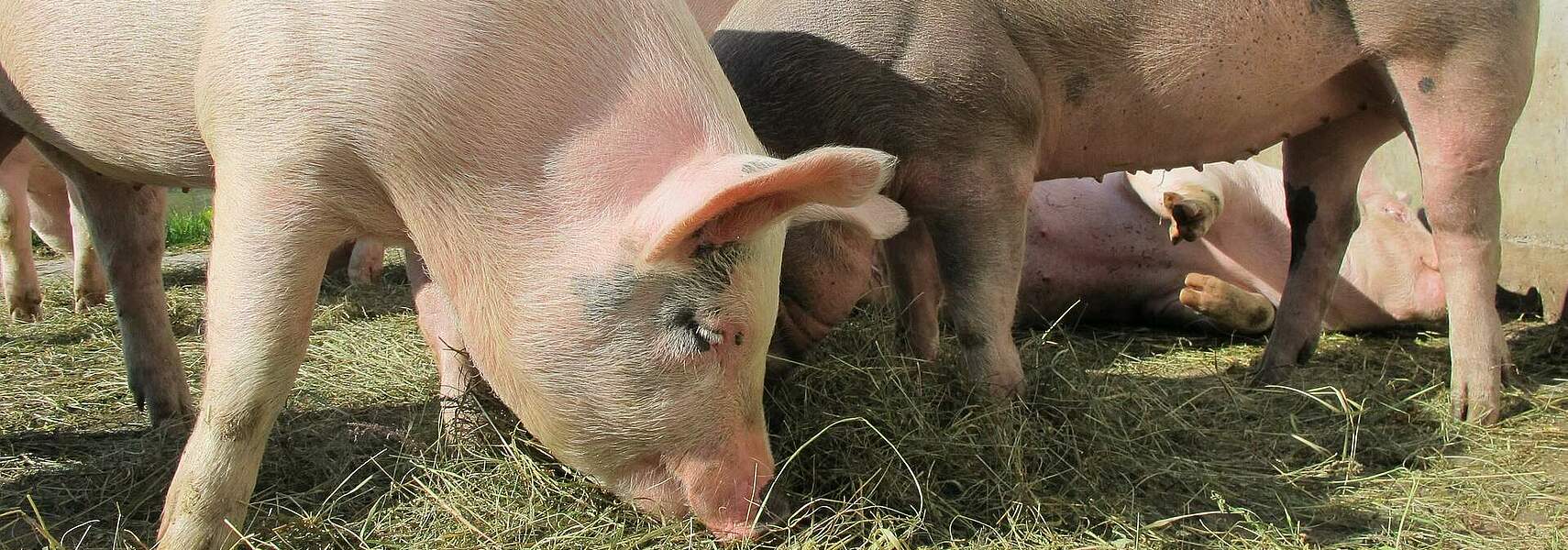 Ein Jahr Afrikanische Schweinepest