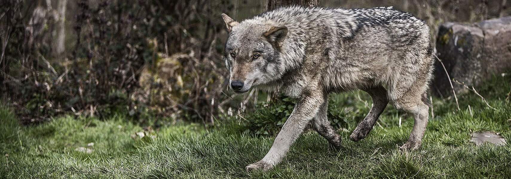 DBV zur Eröffnung Bundeszentrum Weidetiere und Wolf