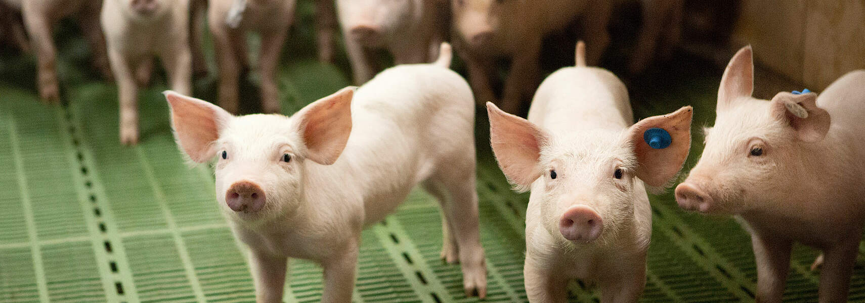 Bauernverband zum Branchentreff Schwein des BMEL