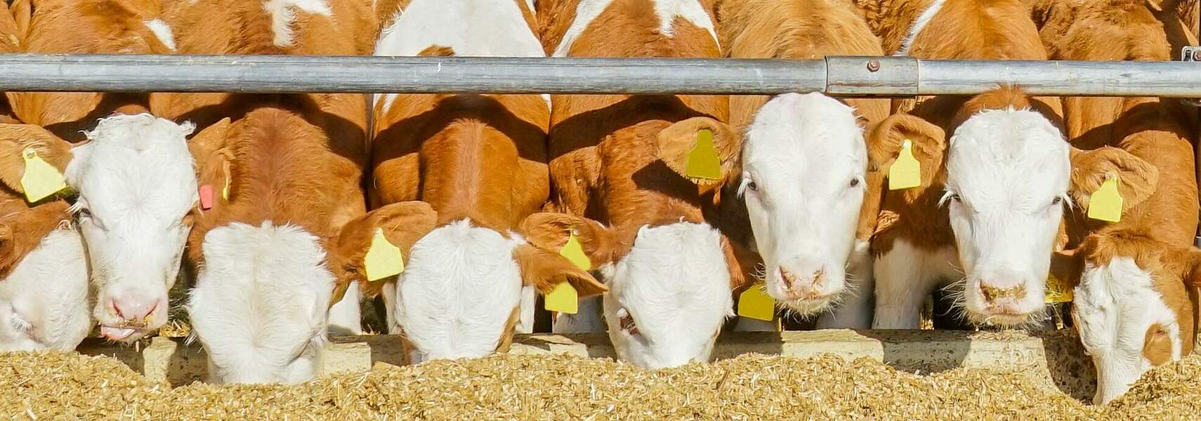 Position des Deutschen Bauernverbandes zur Rindermast
