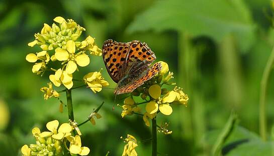 rapeseed-4479510_1920_pixabay_Ada_K.jpg