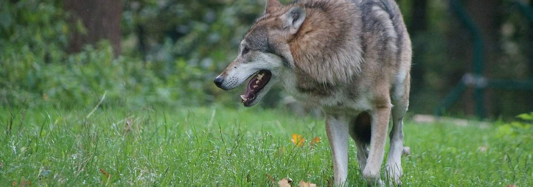 Bleibt der Wolf ohne Regulierung, verschwindet die Weidetierhaltung