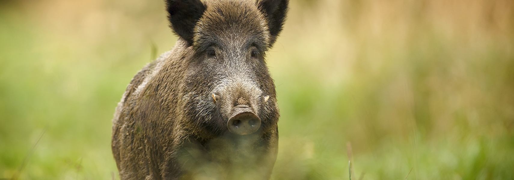 Afrikanische Schweinepest