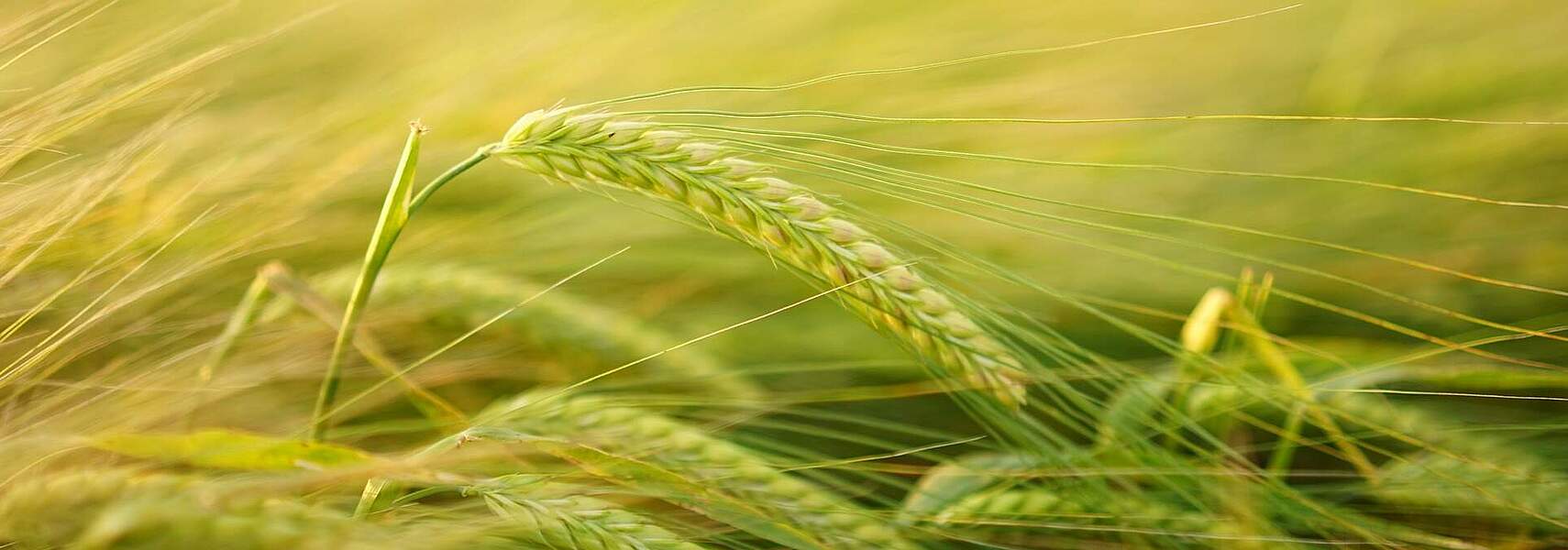 Erster DBV-Erntebericht 2025