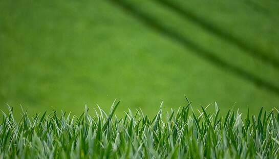 wheat-7208995_1920_Levke_Hanneman_pixabay.jpg
