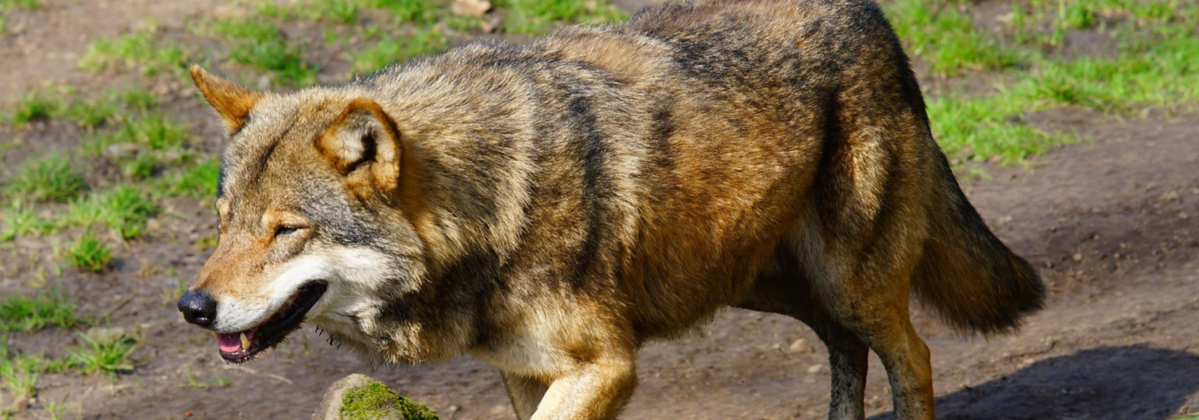 Kein Fortschritt beim Wolfsmanagement