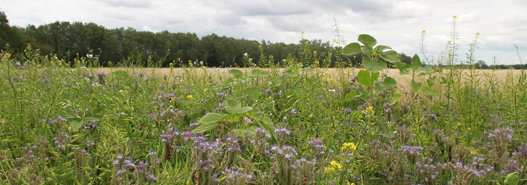 Bauernverbände fordern Nachbesserungen bei den Eco Schemes