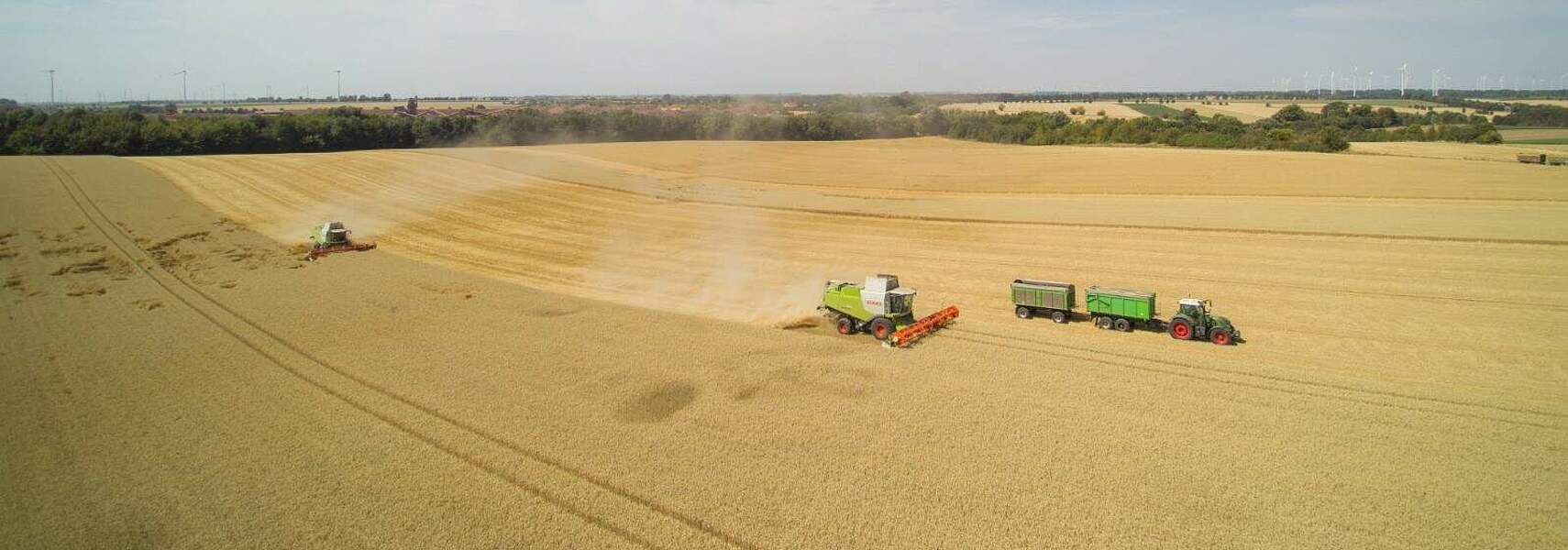 2. DBV-Erntemeldung: Trockenheit bremst Rückkehr zu gewohnten Weizenerträgen