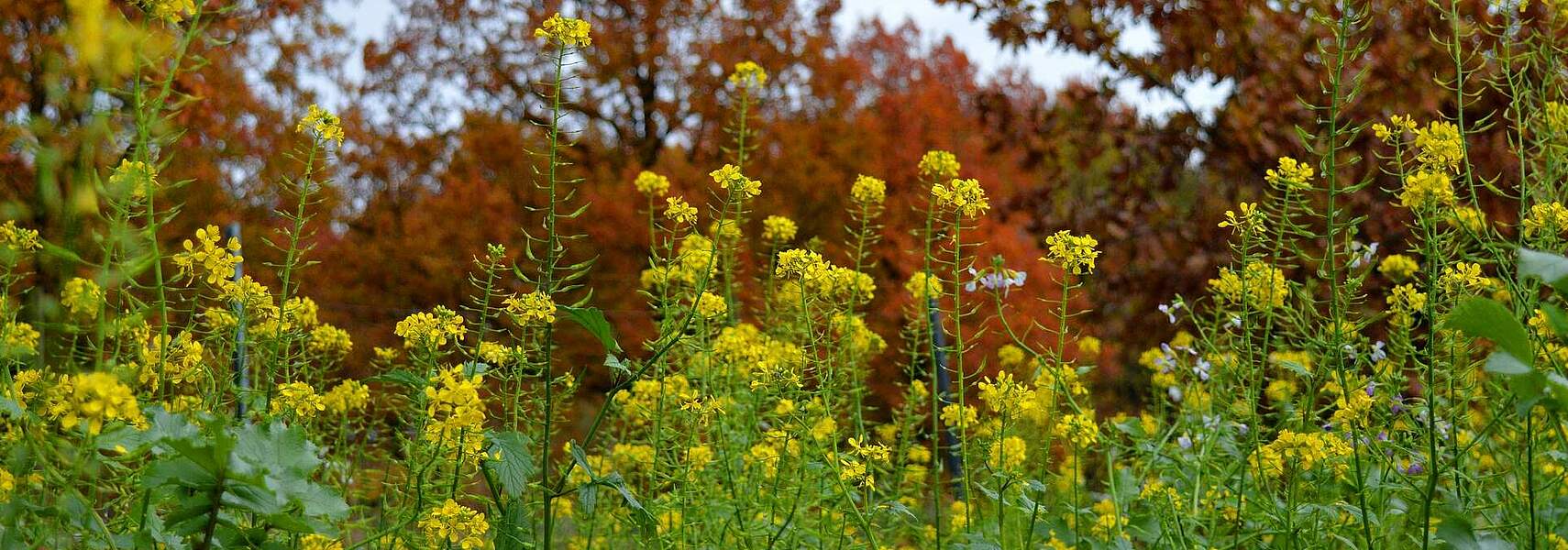 Landwirtschaft engagiert sich für die biologische Vielfalt