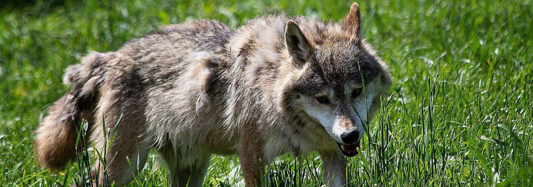 Beschluss der UMK bleibt weit hinter notwendigen Schritten zurück