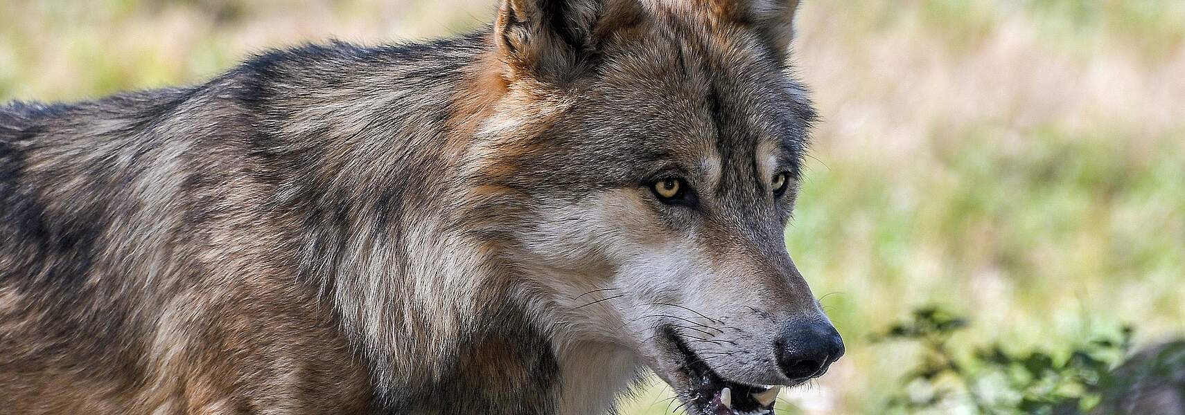 Günstiger Erhaltungszustand des Wolfes für Deutschland erreicht