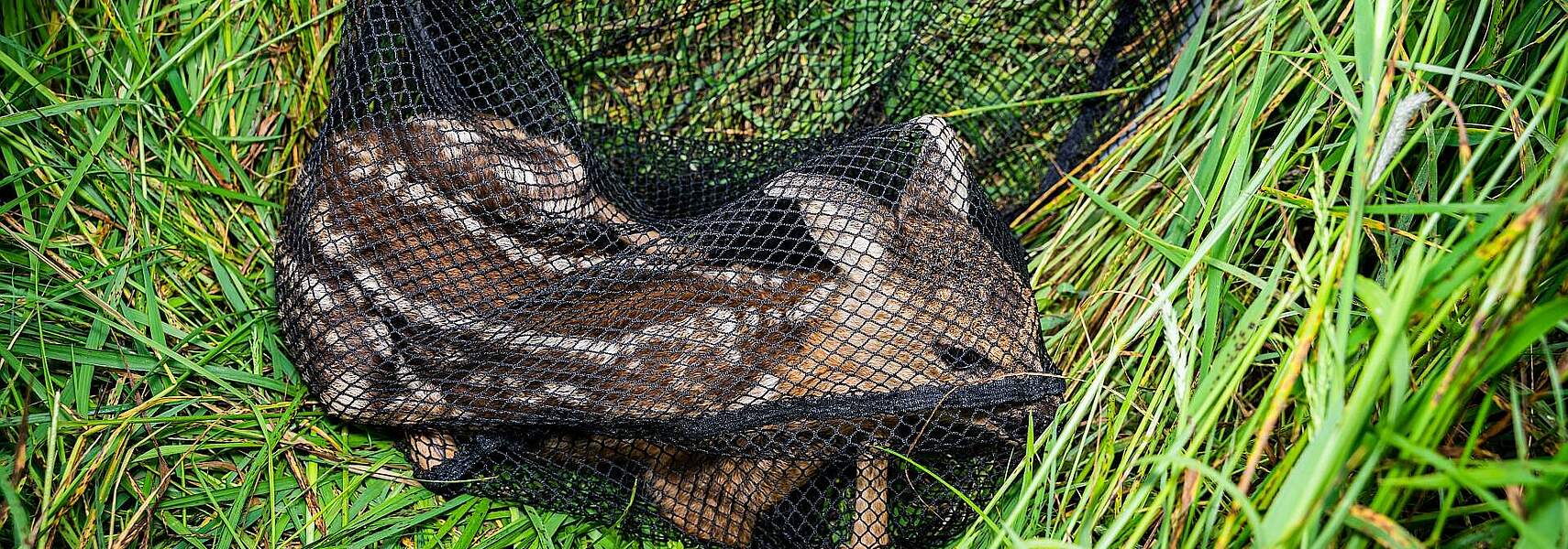 Rehkitze und Bodenbrüter bei der Frühjahrsmahd schützen