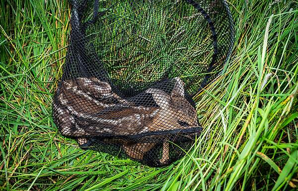 Rehkitze und Bodenbrüter bei der Frühjahrsmahd schützen