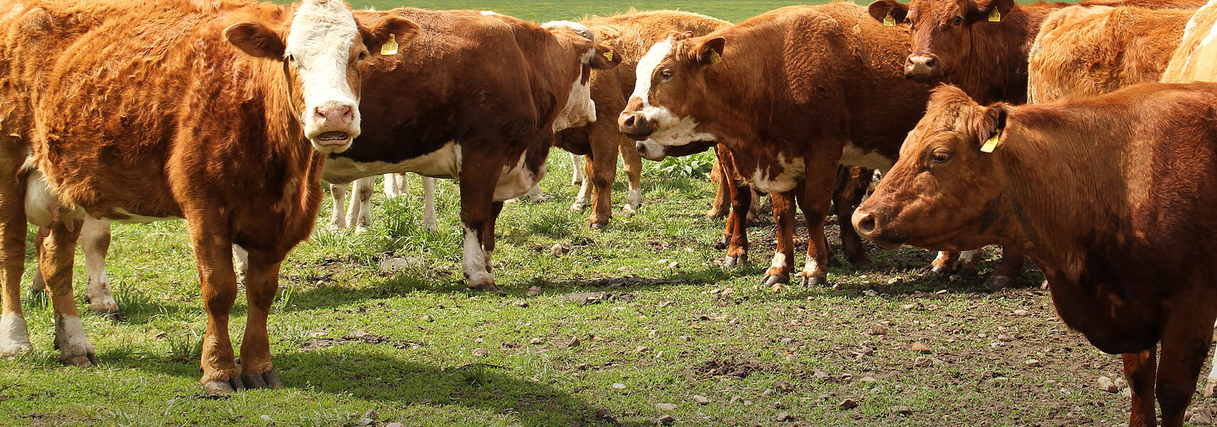 Entwicklung der Tierbestände