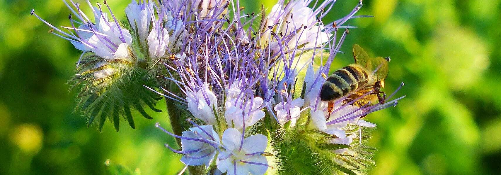 Naturschutz in der Agrarlandschaft erfordert Flexibilität, Beratung und finanzielle Anreize