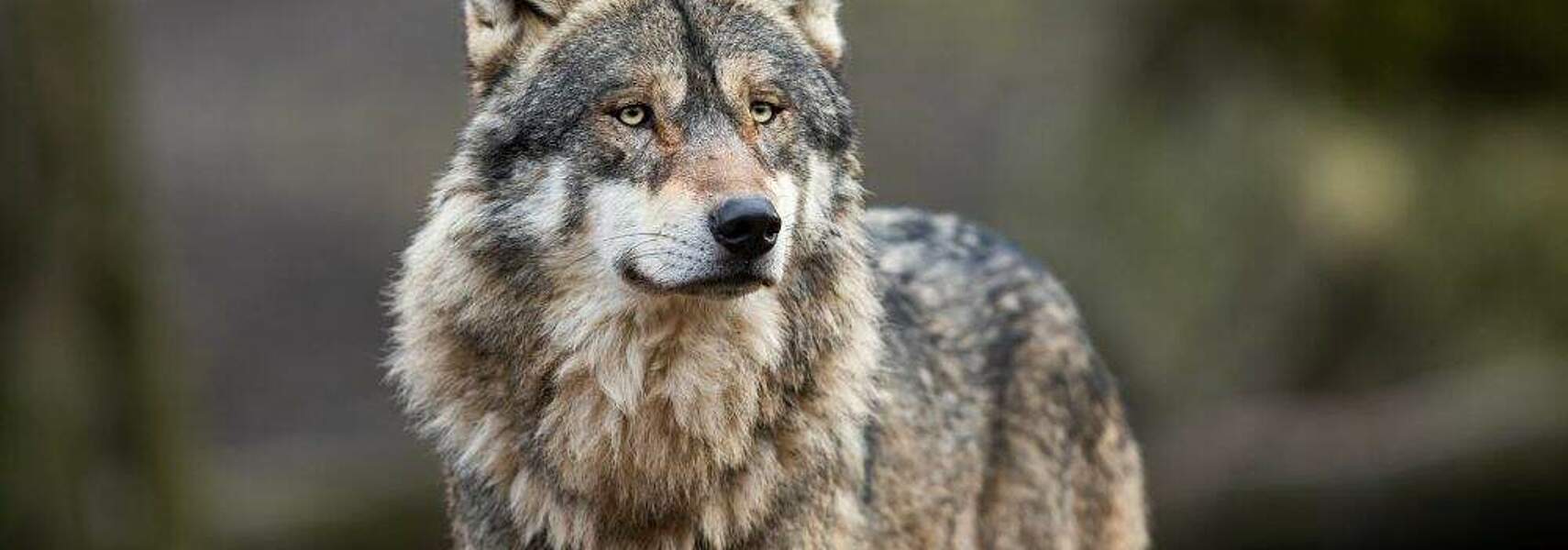 Bund muss für Länder Rechtsrahmen für Bestandsregulierung beim Wolf schaffen