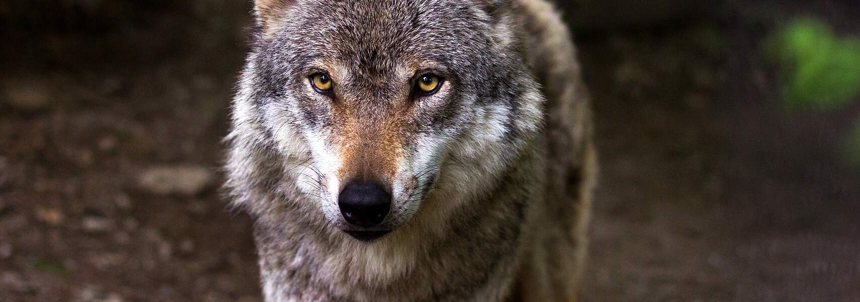 Deutscher Bauernverband: Schäden durch Wolfsrisse kaum mehr beherrschbar
