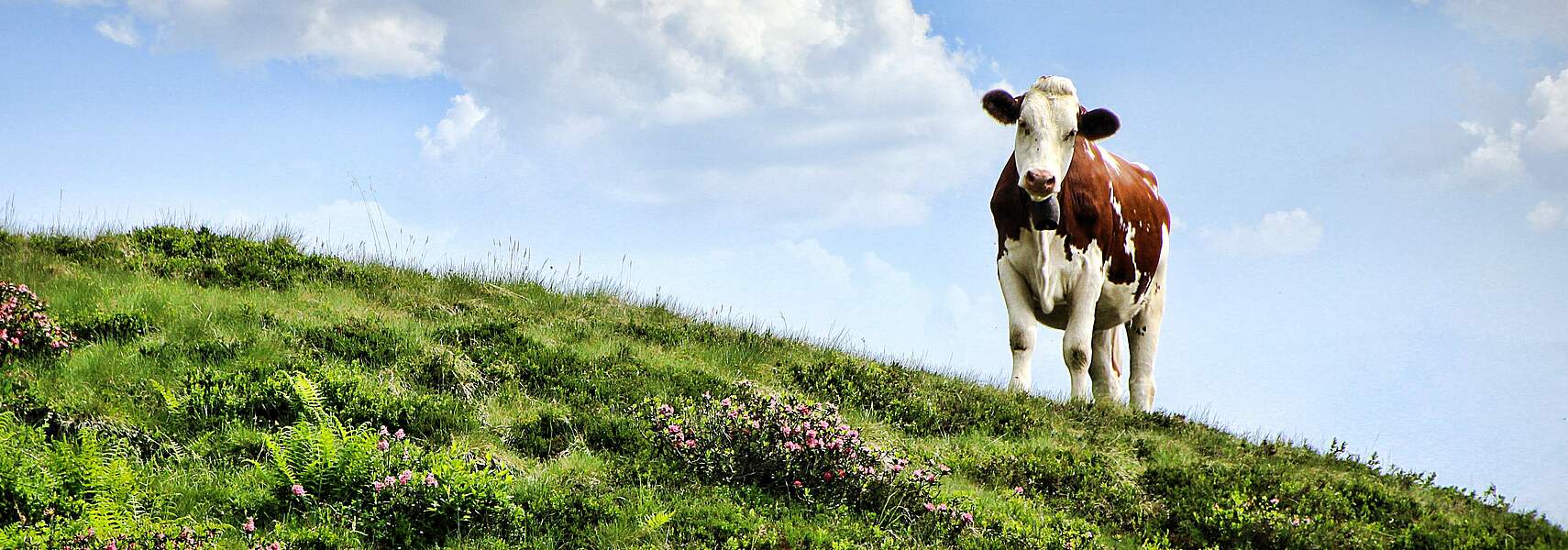 Glückliches Milchvieh: Leben wie Kuh in Deutschland