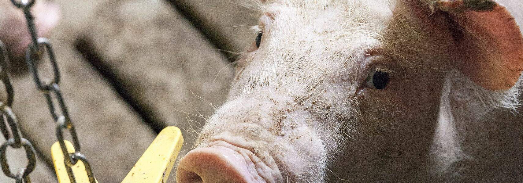 Katastrophale Entwicklung am Schweinemarkt