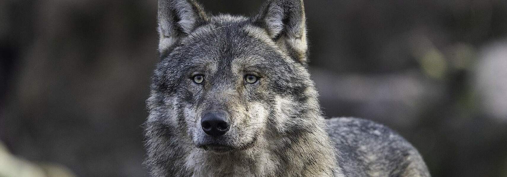 Absenkung des Schutzstatus für den Wolf ist längst überfällig