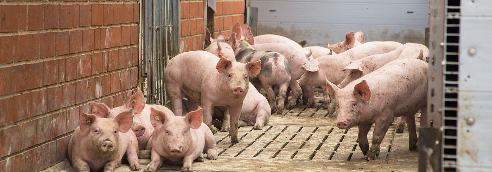 Bauernverband kritisiert die Beendigung des Bundesprogramms für den Umbau der Tierhaltung