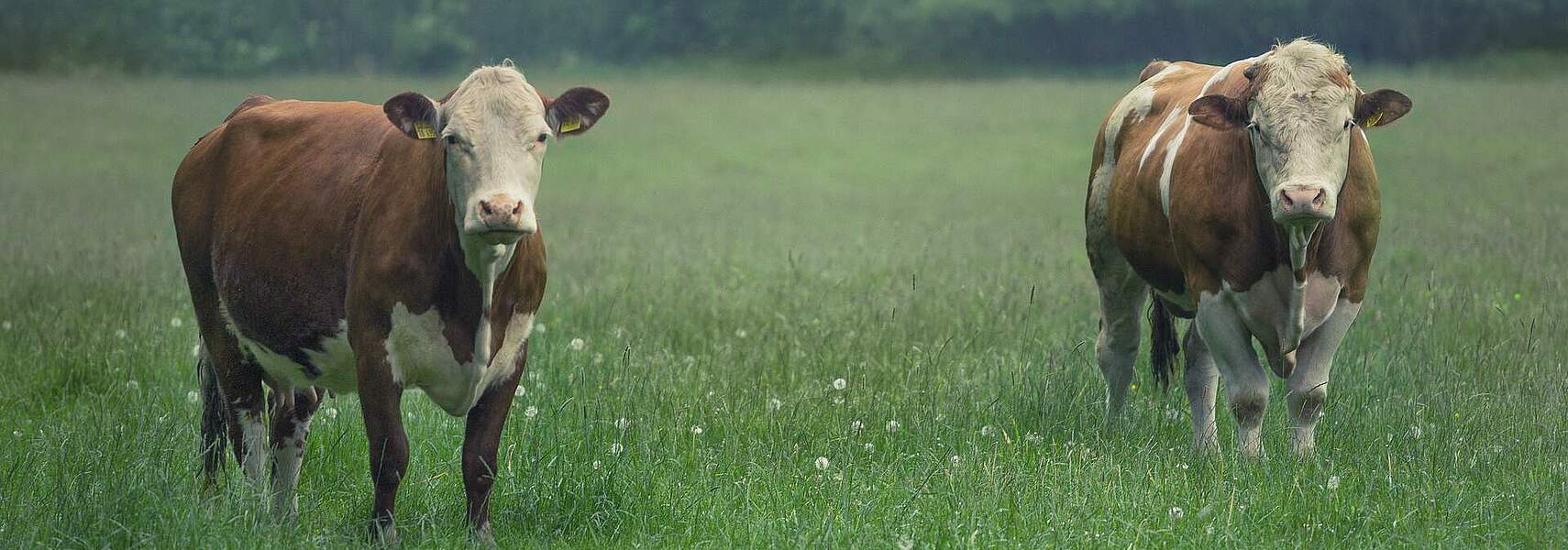 Bauernverband: Mercosur neu verhandeln!