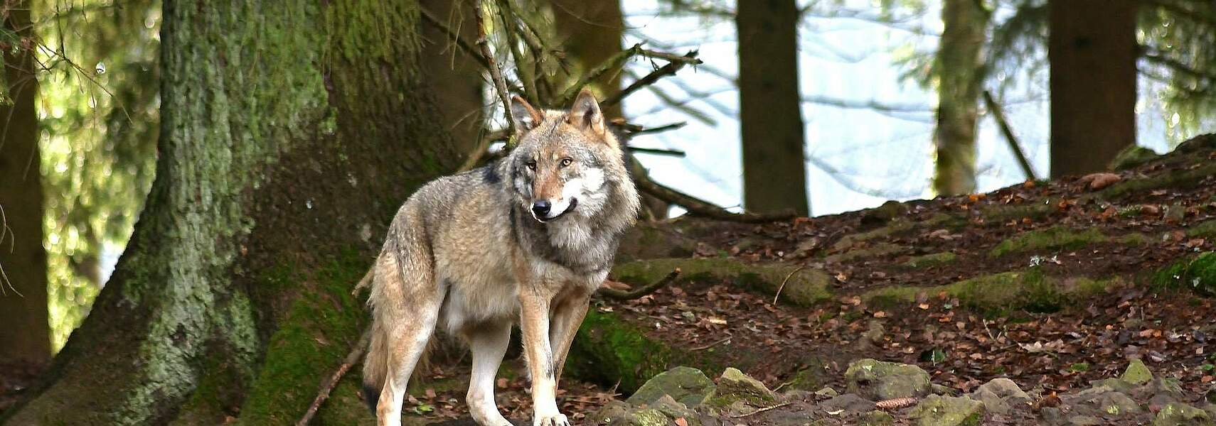 Aktionsbündnis fordert Umweltminister zur Wolfsregulierung auf