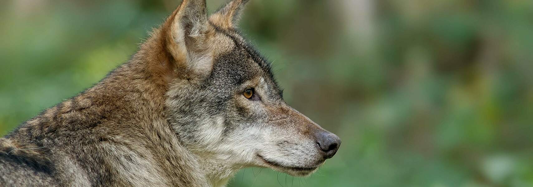 Zukunft von Wolf und Weidetierhaltung – Perspektiven von Prävention und Bestandsmanagement