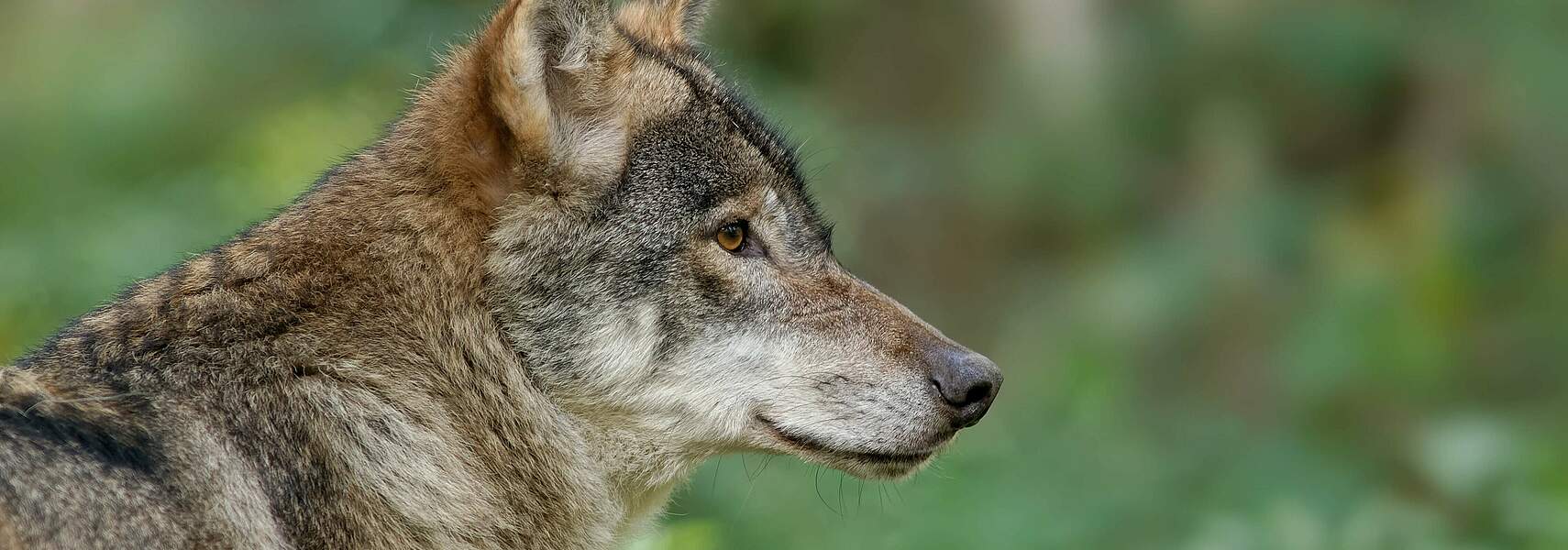 Akzeptanzbestand und Entnahmequote für Wölfe jetzt festlegen