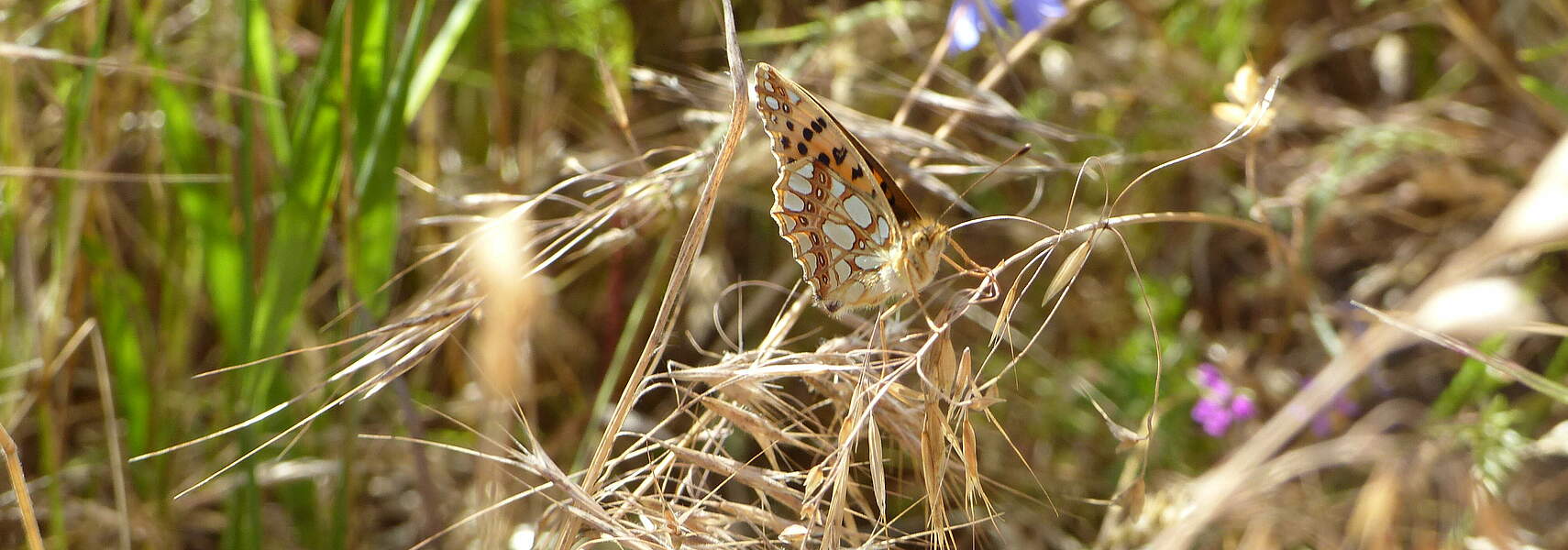 Ökologisches Monitoring in Naturschutzprojekten