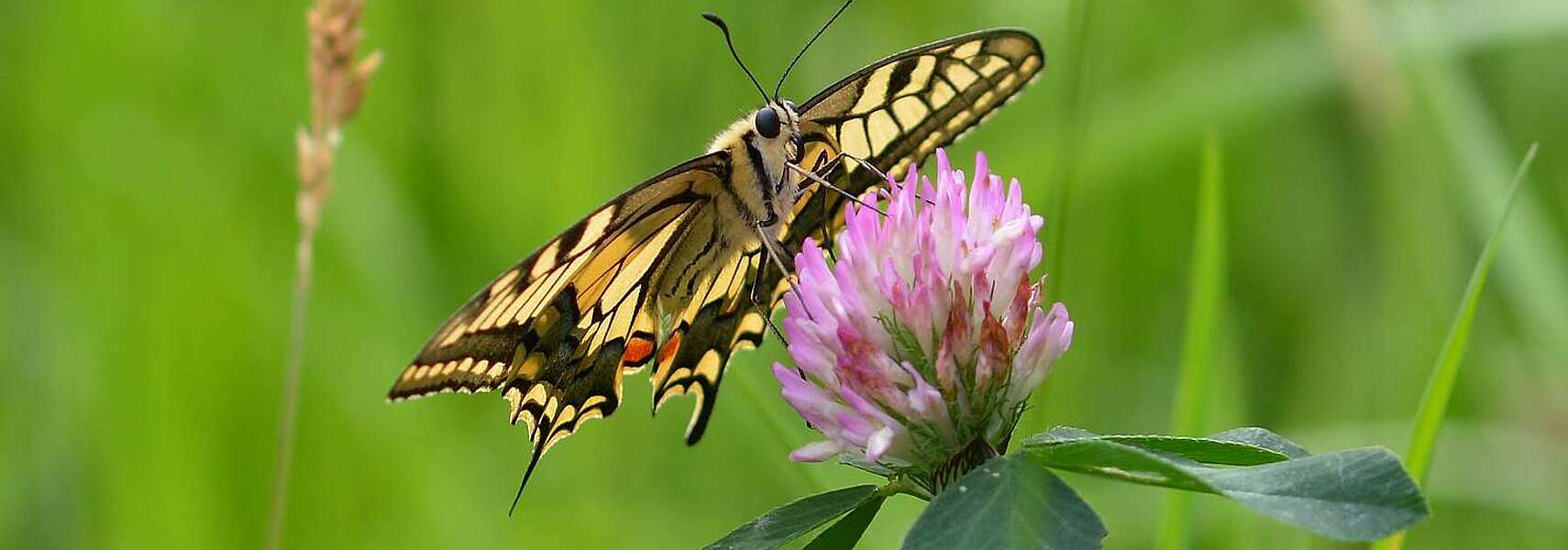 Bauernverband sieht deutlichen Nachbesserungsbedarf beim Insektenschutzpaket