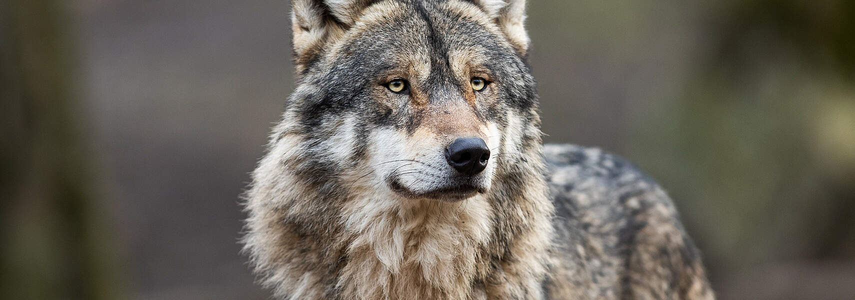 Wolfsgipfel