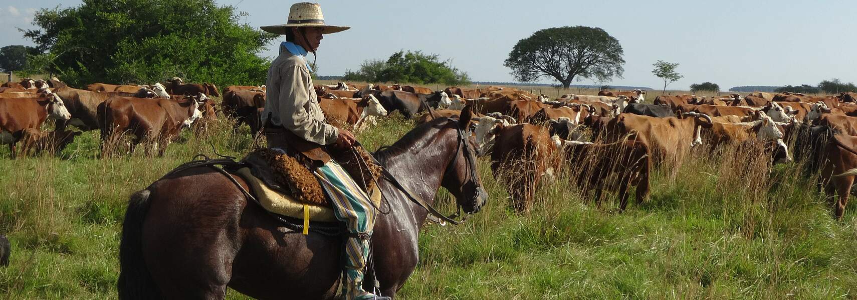 Bauernverband kritisiert scheinbares Entgegenkommen beim Mercosur-Abkommen