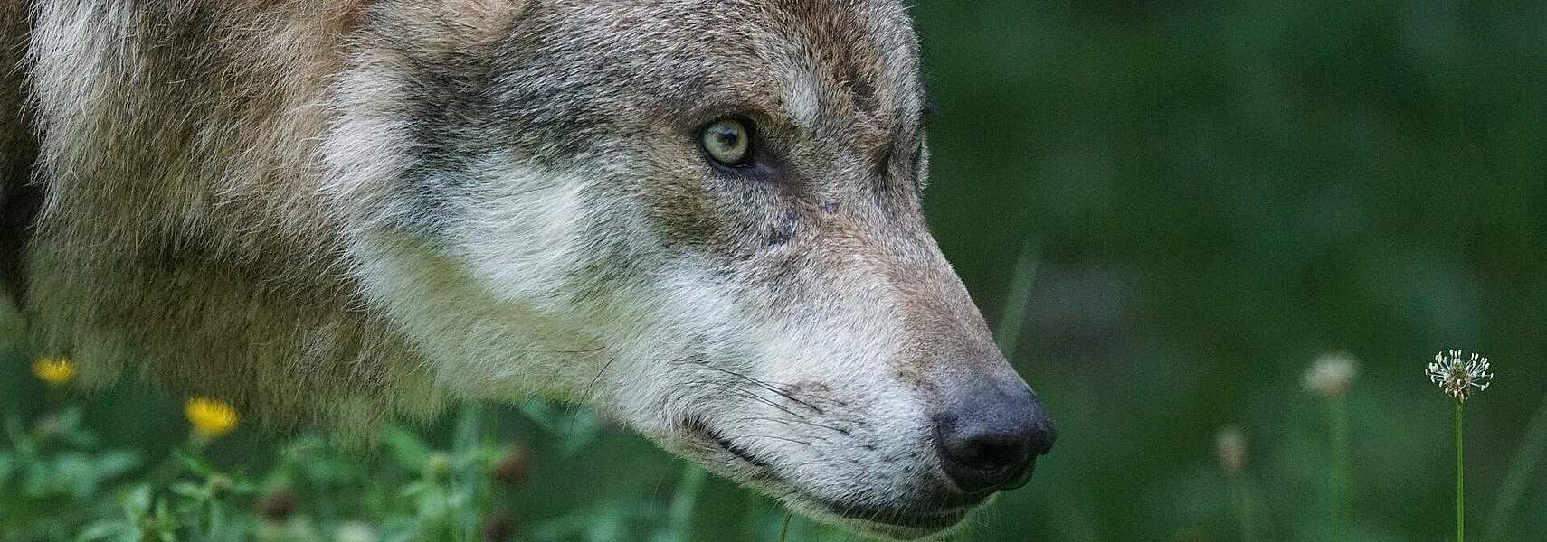 Aktives Wolfsmanagement ist europarechtskonform