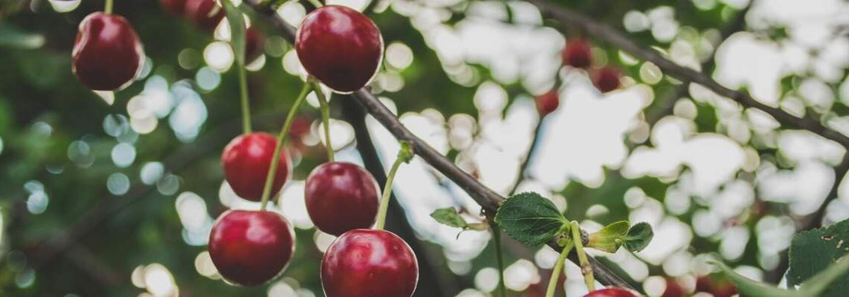 Obst & Gemüse: Daten – Zahlen – Fakten