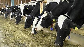 Suchergebnis Vorschaubild