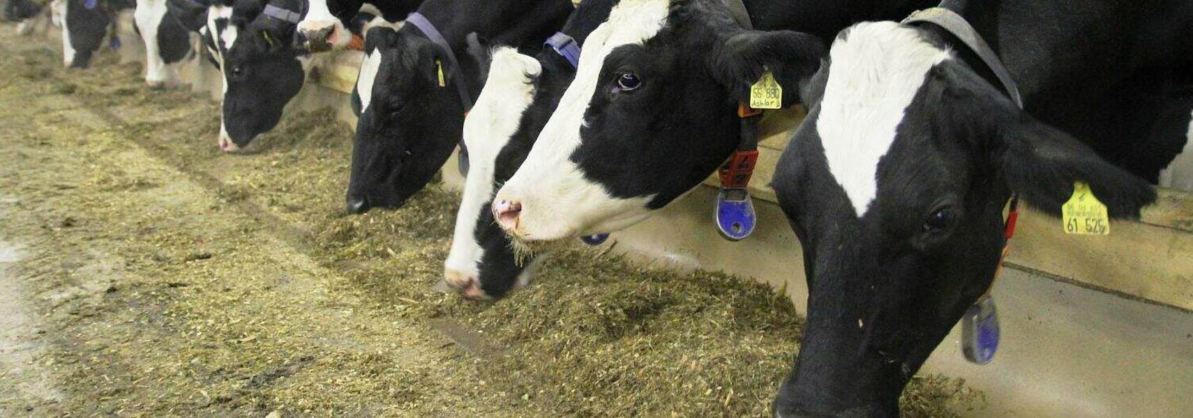 Milchproduktion muss wettbewerbsfähig bleiben!