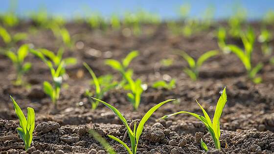 Suchergebnis Vorschaubild