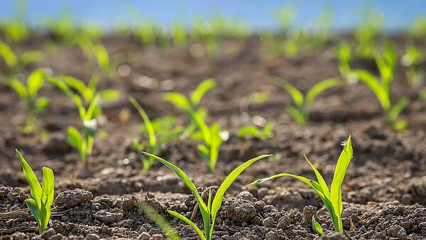 DBV fordert sicheres Agrarbudget, weniger Bürokratie und verlässliche Rahmenbedingungen