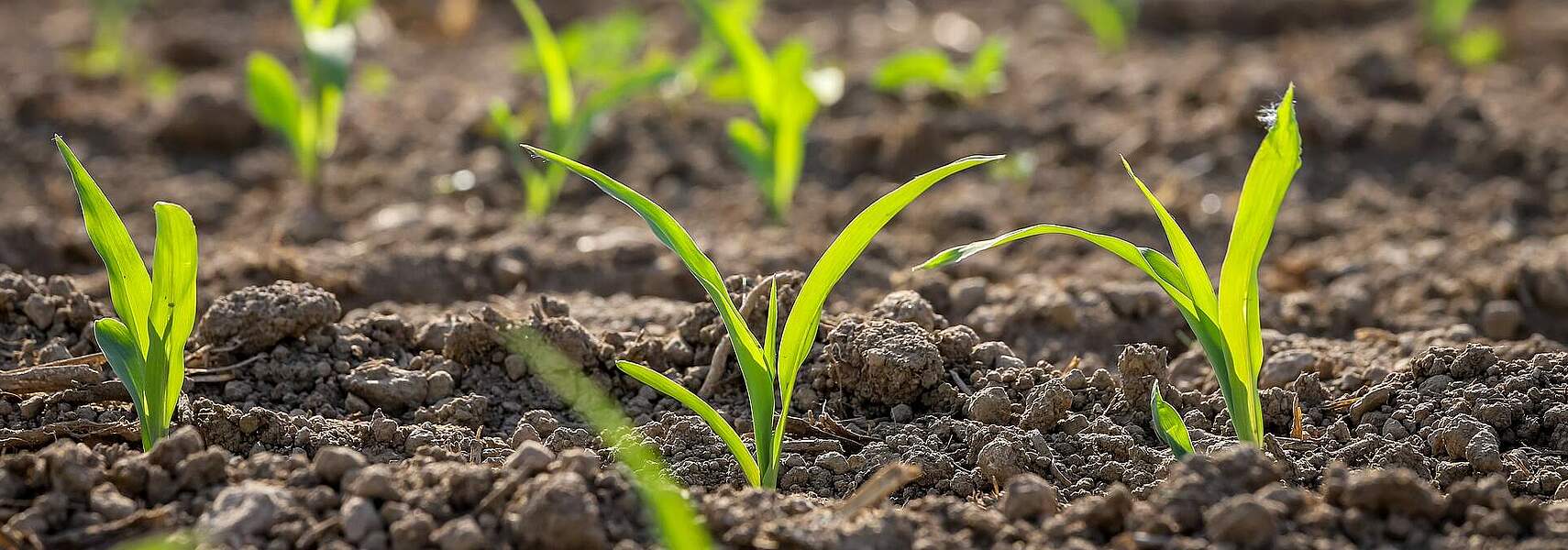 DBV fordert sicheres Agrarbudget, weniger Bürokratie und verlässliche Rahmenbedingungen